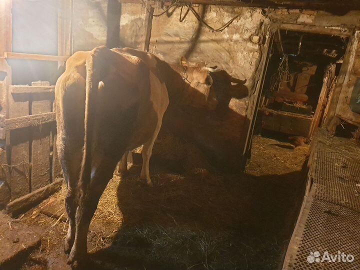 Корова дойная