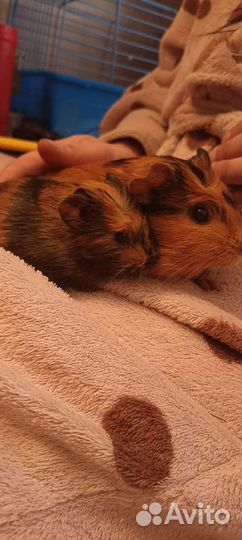 Морские свинки