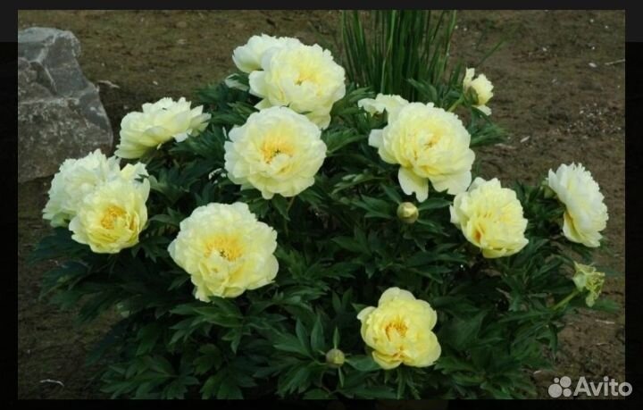 Пион лимонный Бартзелла саженцы