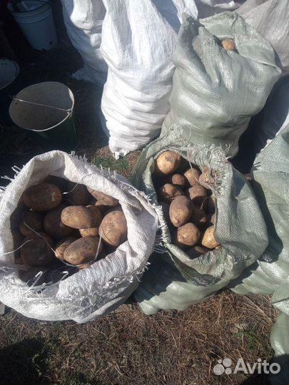 Продам картофель деревенский сорт Вега