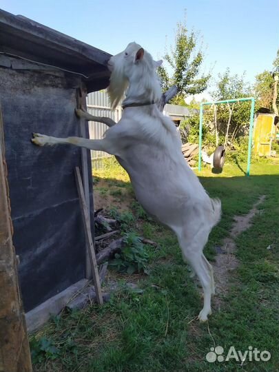 Продается козлик