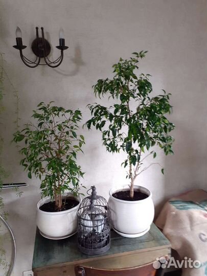Цикас, фикус, монстера