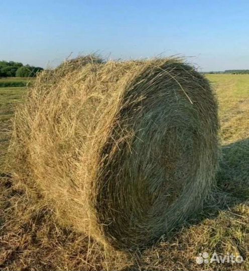 Сено в тюках