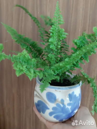 Разные сорта гибискуса