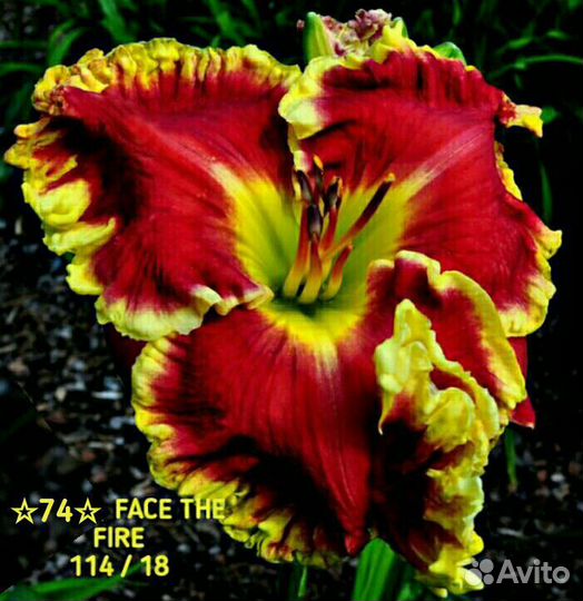 Лилейники сортовые