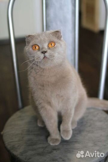 Кошка в хорошие руки