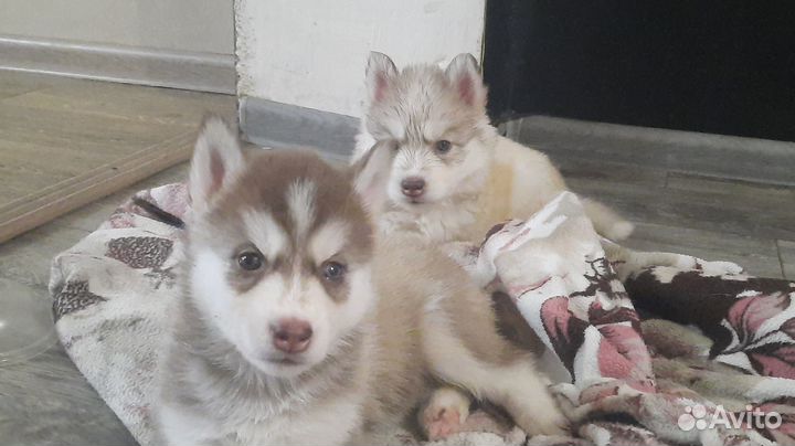 Щенки сибирский хаски
