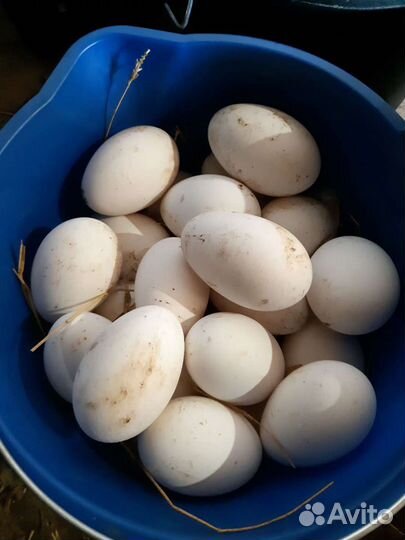 Гусята.утята.бройлер