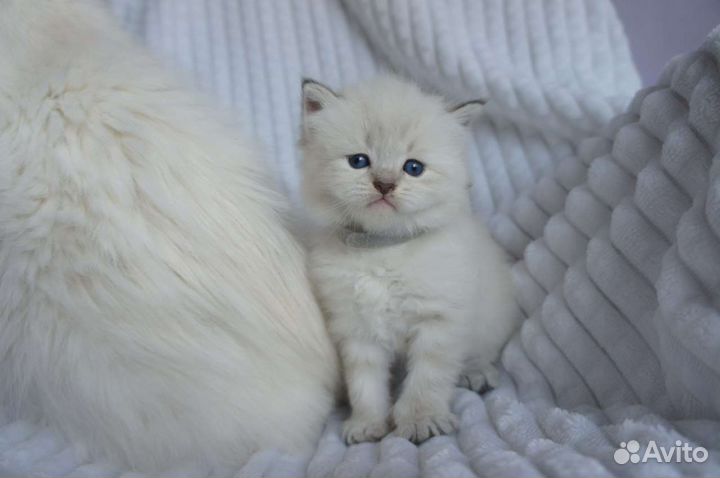 Невский маскарадный малыш с документами