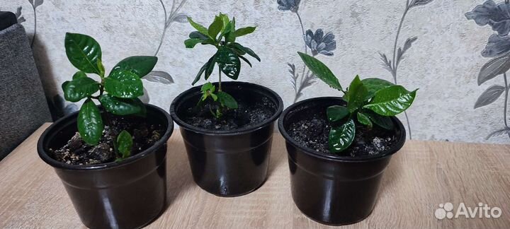 Гардения жасминовидная