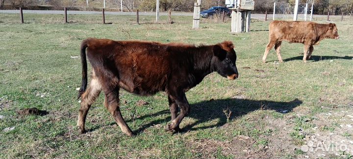 Корова, телята