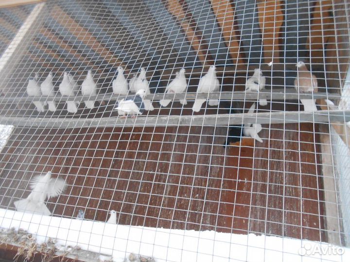 Голуби белые