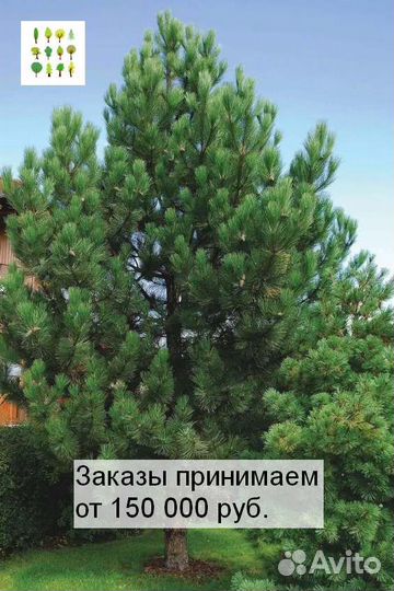 Кедр