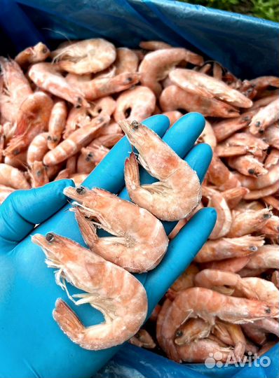 Оптом Креветки