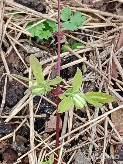 Жимолость саженцы