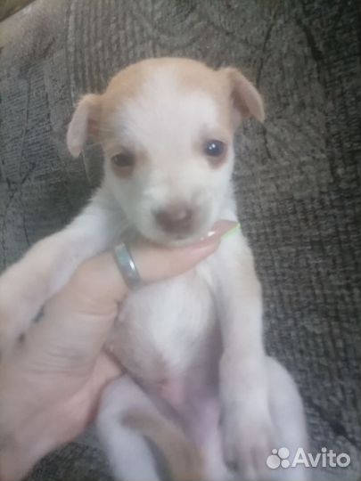 Щенки цвергпинчера