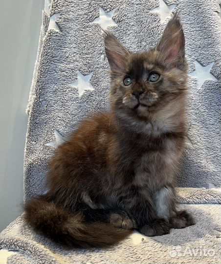 Котик мейн-кун