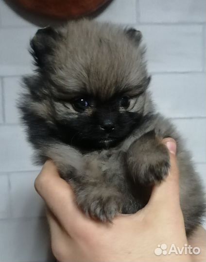 Щеночки шпица