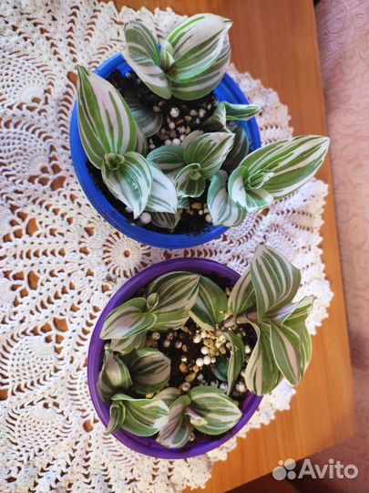 Традесканция, бегония, фиалка