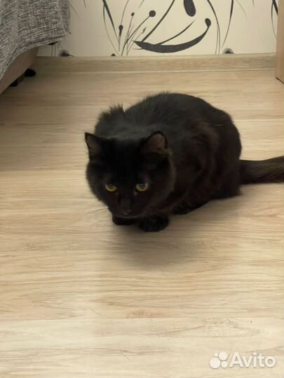 Котенок 6 месяцев