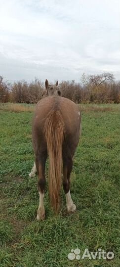 Продажа обмен кобыла