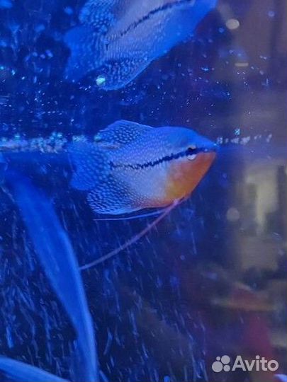 Гурами, скалярии, моллинезия лира, меченосец
