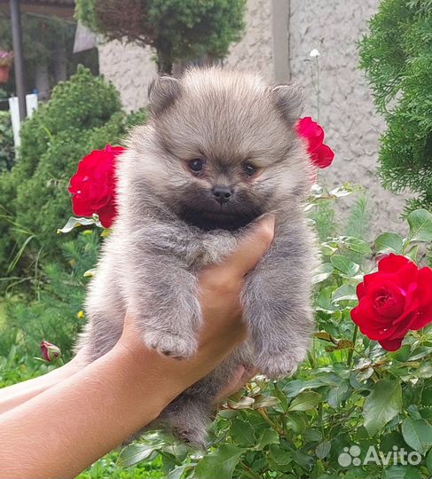 Померанский шпиц мини