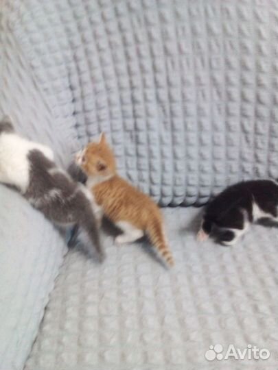 Отдам котят