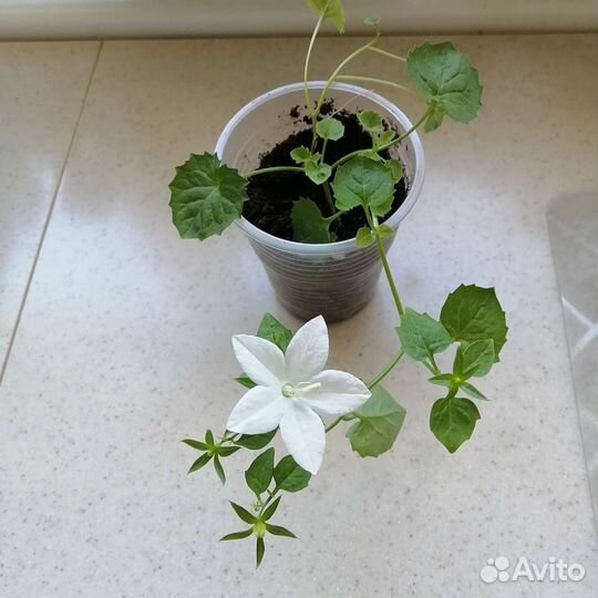 Кампанула жених, невеста, биоколор