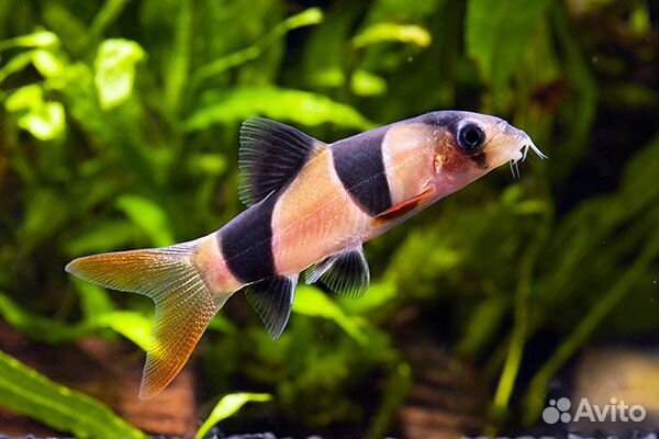 Боция Клоун или макраканта (Botia macracantha)