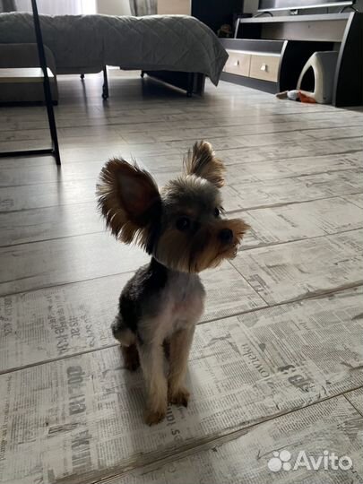 Вязка за щенка (ищем девочку)