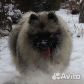 кеесхонд - Купить недорого собаку или щенка🐕 во всех регионах | Цены на  собак разных пород | Авито