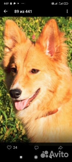 Вязка собак