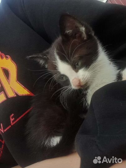 Котята в добрые руки даром