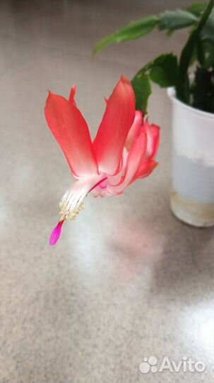 Декабристы сортовые