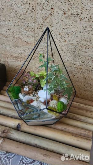 Живые влаголюбивые растения в вазе бонсай