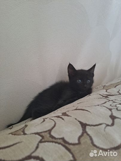 Кошки
