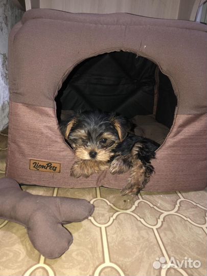 Йоркширский терьер мини