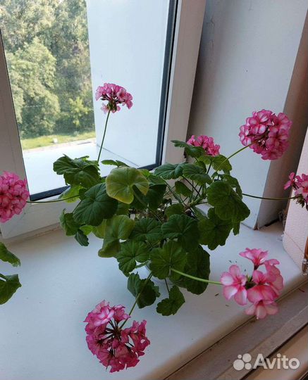 Пеларгония герань сортовая