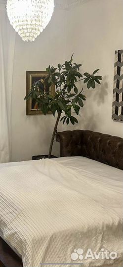 Пальма в кашпо