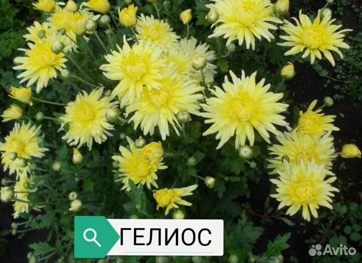 Хризантемы