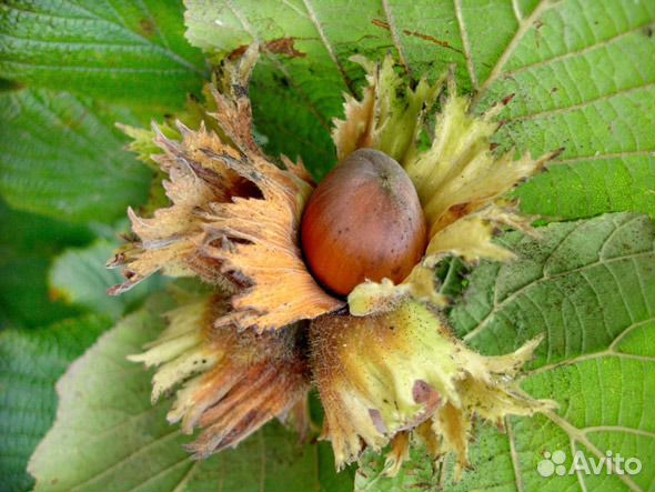 Саженцы лещины (орешник, фундук) трехлетние