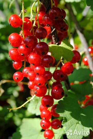 Растения кустарники