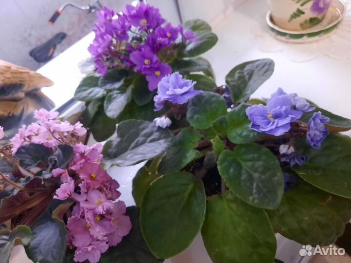 Фиалка в горшках