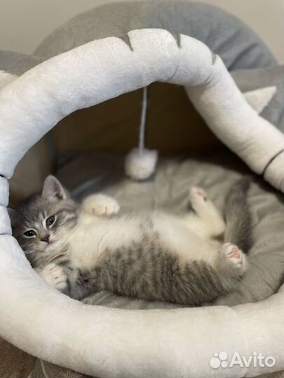 Домик лежанка для кошки и собаки