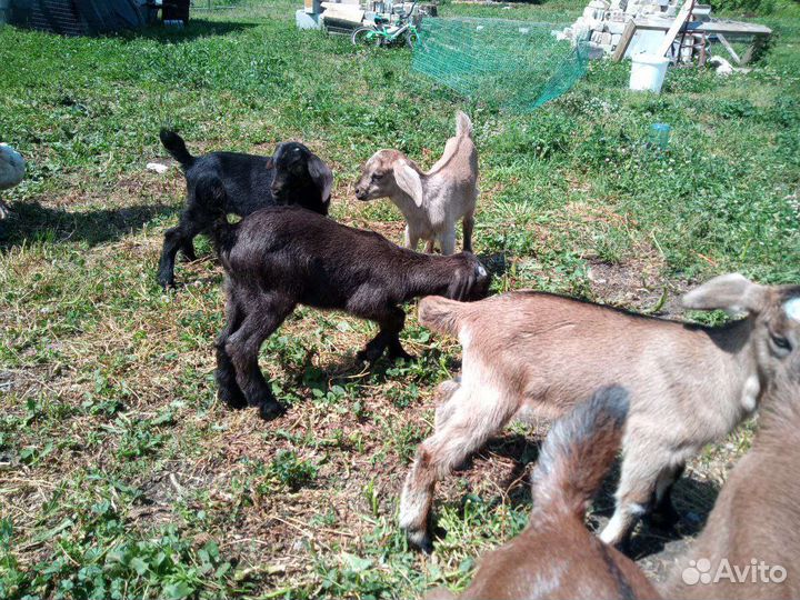 Козлята, телки