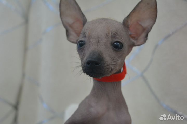 Маленькая королева мексиканской голой мини