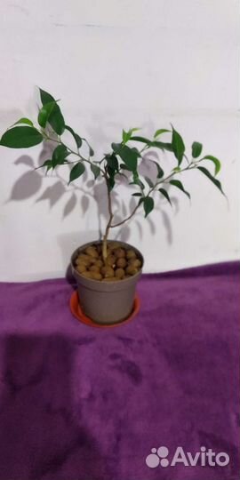 Фикус бенджамина