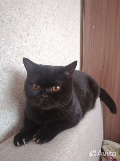 Вязка (британский кот)