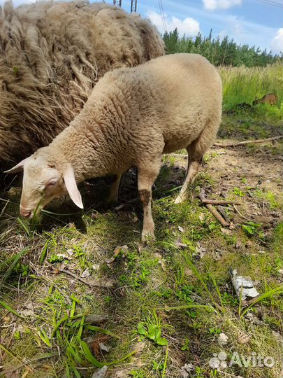 Барашек 3 мес